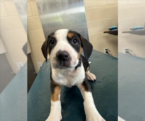 Medium Photo #1 Saint Bernard-Unknown Mix Puppy For Sale in Mobile, AL, USA