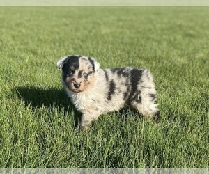 Australian Shepherd Puppy for sale in LODA, IL, USA