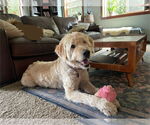 Small #1 Labrador Retriever Mix