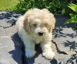 Puppy 3 Cocker Spaniel-Havanese Mix