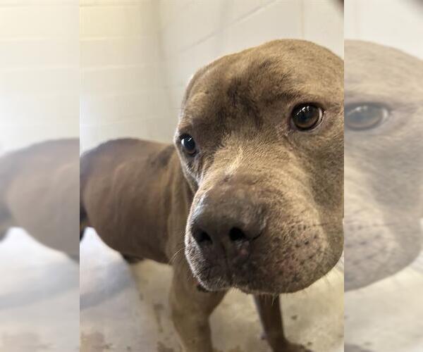 Medium Photo #1 Staffordshire Bull Terrier-Unknown Mix Puppy For Sale in Rosenberg, TX, USA