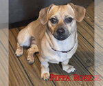 Small #18 Dachshund Mix