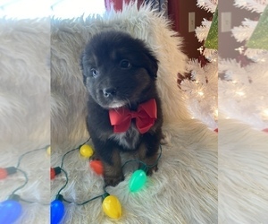 Australian Shepherd Puppy for sale in BEECH GROVE, IN, USA