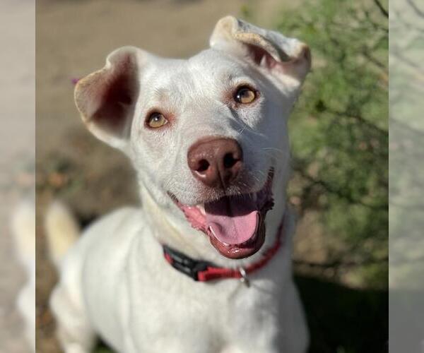 Medium Photo #2 Mutt Puppy For Sale in San Diego, CA, USA