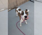 Small #2 American Pit Bull Terrier