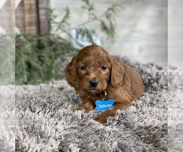 Full screen Photo #3 Goldendoodle Puppy For Sale in WOLCOTT, IN, USA