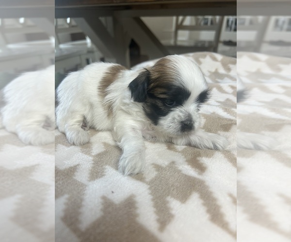 Medium Photo #3 Mal-Shi Puppy For Sale in ROGERS, MN, USA