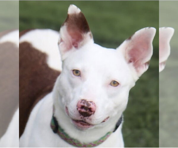 Medium Photo #1 American Pit Bull Terrier Puppy For Sale in Southbury, CT, USA