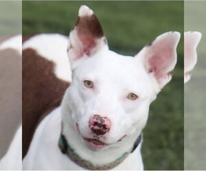 American Pit Bull Terrier Dogs for adoption in Southbury, CT, USA