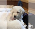 Small Photo #11 Labrador Retriever Puppy For Sale in LOGAN, UT, USA