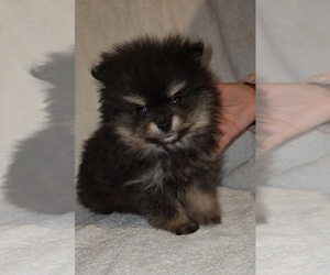Pomeranian Puppy for sale in STOCKTON, CA, USA