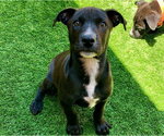 Small Labrador Retriever Mix