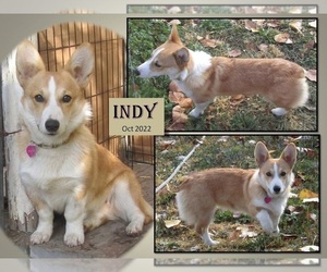 Mother of the Pembroke Welsh Corgi puppies born on 09/30/2025