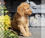 Small Photo #5 Labradoodle-Poodle (Standard) Mix Puppy For Sale in RONKS, PA, USA