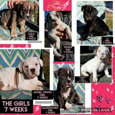 Olde English Bulldogge Puppy for sale in CLYDE, OH, USA