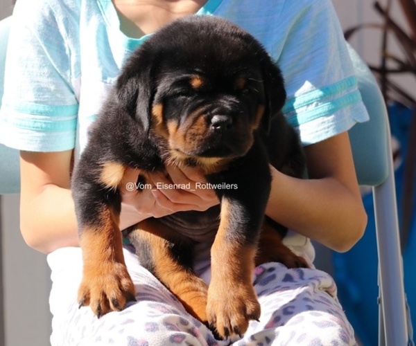 Medium Photo #17 Rottweiler Puppy For Sale in FONTANA, CA, USA