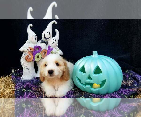Medium Photo #1 Schweenie Puppy For Sale in BOWLING GREEN, KY, USA