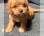 Puppy Newton Cockalier-Poodle (Toy) Mix