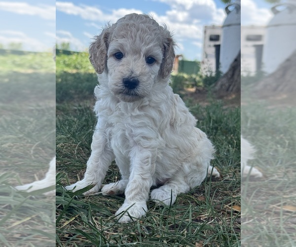Medium Photo #1 Poodle (Standard) Puppy For Sale in LONGMONT, CO, USA