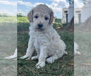 Poodle (Standard) Puppy for sale in LONGMONT, CO, USA
