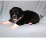 Small Photo #4 Australian Shepherd Puppy For Sale in MARBURY, AL, USA