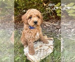 Small #2 Cockapoo