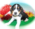 Small Photo #3 Beagle Puppy For Sale in HAMMOND, IN, USA