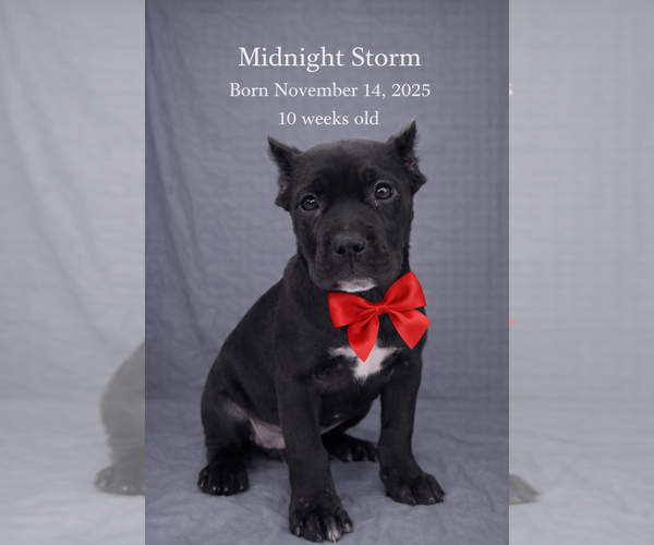 Medium Photo #1 Cane Corso Puppy For Sale in URBANA, IL, USA