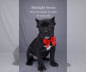 Cane Corso Puppy for sale in URBANA, IL, USA