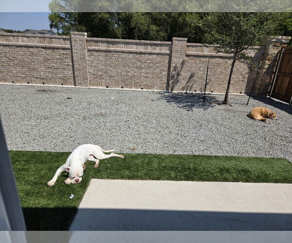 Medium Photo #6 Bulloxer Puppy For Sale in Dallas, TX, USA