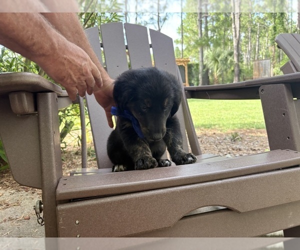 Medium Photo #4 Gollie Puppy For Sale in SANTA ROSA BEACH, FL, USA