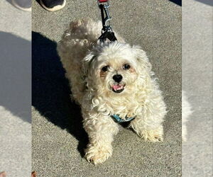 Maltese-Unknown Mix Dogs for adoption in Fairfax, VA, USA