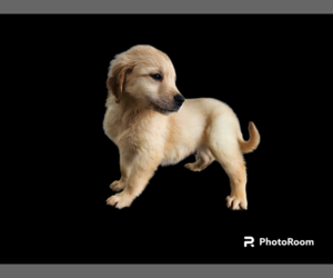 Golden Retriever Puppy for Sale in BATH, New York USA