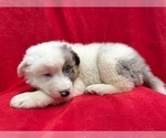 Small #6 Australian Shepherd