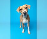 Small #8 Coonhound-Rhodesian Ridgeback Mix