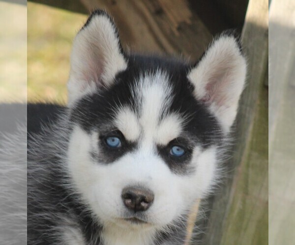 Medium Photo #3 Siberian Husky Puppy For Sale in STEVENS, PA, USA