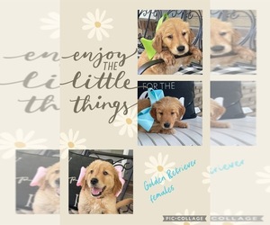 Golden Retriever Litter for sale in CENTRAL CITY, KY, USA