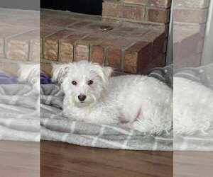 Maltese-Unknown Mix Dogs for adoption in McDonough, GA, USA