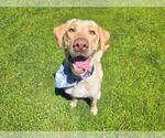 Small #3 Labrador Retriever