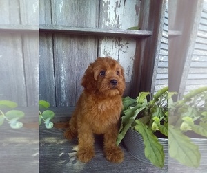 Cavapoo Puppy for sale in MILLERSBURG, OH, USA
