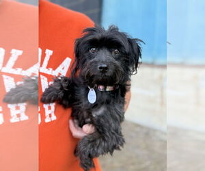 Shih Tzu-Unknown Mix Dogs for adoption in Rockaway, NJ, USA