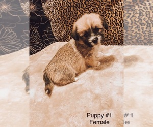 Shih Tzu-Welsh Cardigan Corgi Mix Puppy for sale in BLUE RIDGE, TX, USA