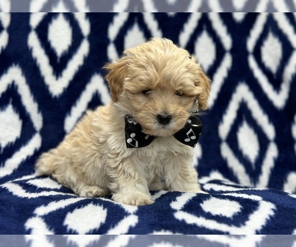 Medium Photo #7 Poovanese Puppy For Sale in LAKELAND, FL, USA
