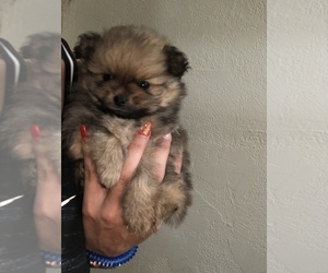 Pomeranian Puppy for sale in SAN DIEGO, CA, USA