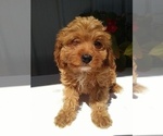 Small Photo #1 Cavapoo Puppy For Sale in FREDERICKSBURG, OH, USA