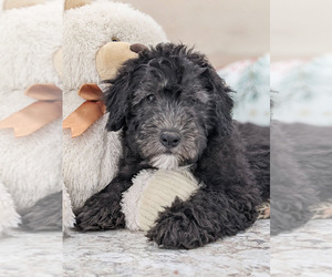 Poodle (Miniature)-Sheepadoodle Mix Puppy for sale in NORTH LAWRENCE, OH, USA