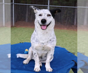 Mutt Dogs for adoption in Rockaway, NJ, USA