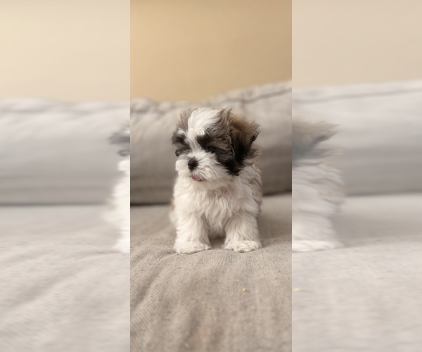 Medium Photo #1 Mal-Shi Puppy For Sale in FORT COLLINS, CO, USA