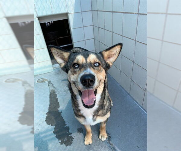 Medium Photo #3 German Shepherd Dog-Unknown Mix Puppy For Sale in Corpus Christi, TX, USA