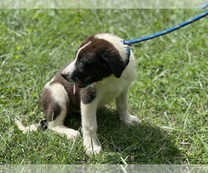 Great Pyredane Puppy for sale in NEOLA, WV, USA